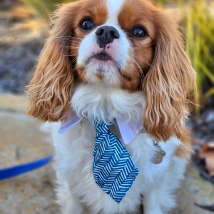 fa3c6f17-f2fa-4f60-8fb1-0db59fa9fb4e